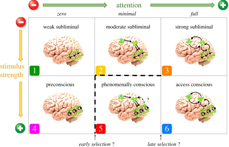 An expanded taxonomy of the relations between attention and consciousness. Different “checkpoints” in information processing lead up to more sophisticated forms of consciousness. The amount of attention allocated to the relevant stimuli defines some of these transitions and, importantly, the transition from pre-conscious to phenomenally conscious states. Republished with permission of The Royal Society (U.K.) from “The relationship between attention and consciousness: An expanded taxonomy and implications for ‘no-report’ paradigms”; Pitts, M. A., Lutsyshyna, L. A., & Hillyard, S. A.; Philosophical Transactions of the Royal Society of London B: Biological Sciences, 37(1755), Copyright 2018; permission conveyed through Copyright Clearance Center, Inc.